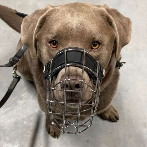 Hundeauslaufgebiet-STUDIO SCHNAUZ Maulkorbberatung-Bild