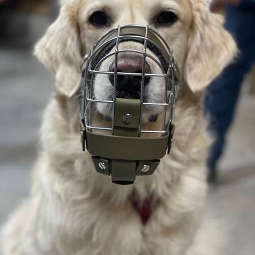 Hundeauslaufgebiet-STUDIO SCHNAUZ Maulkorbberatung-Bild