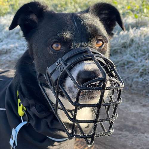 Hundeauslaufgebiet-STUDIO SCHNAUZ Maulkorbberatung-Bild