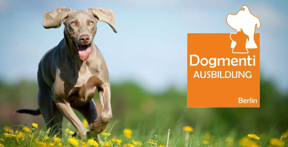 Hundeauslaufgebiet-Dogmenti - Hundetrainerausbildung-Bild