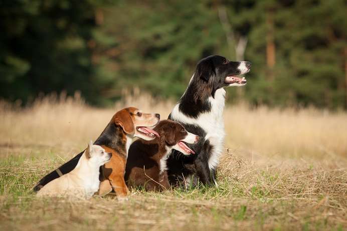 Hundeauslaufgebiet-Dogmenti - Hundetrainerausbildung-Bild