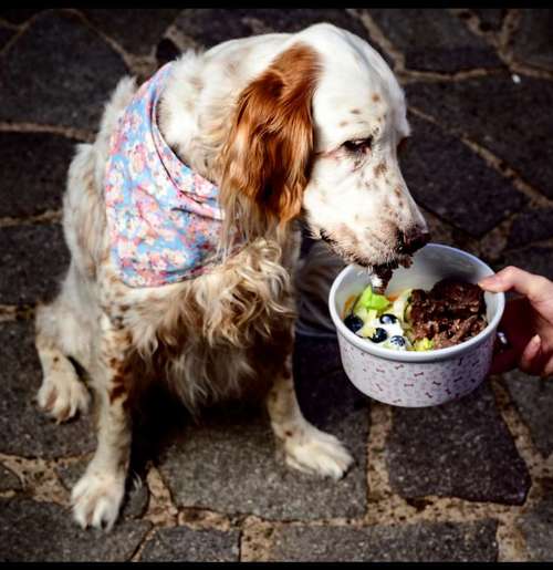 Hundeauslaufgebiet-Optifu-Bild