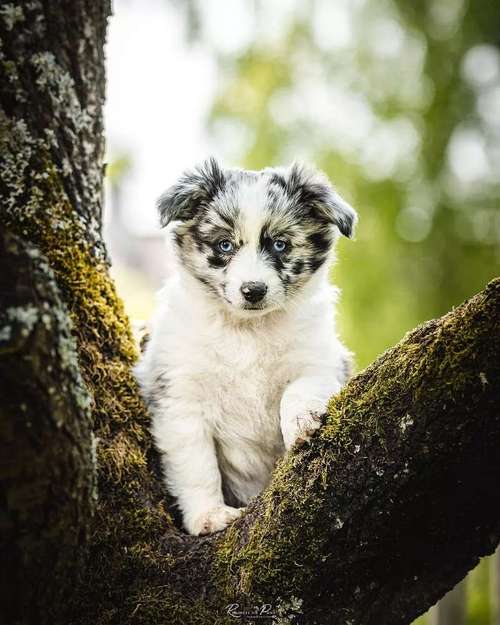 Hundeauslaufgebiet-Roamers on Paws - Fotografie Katrin Schnier-Bild