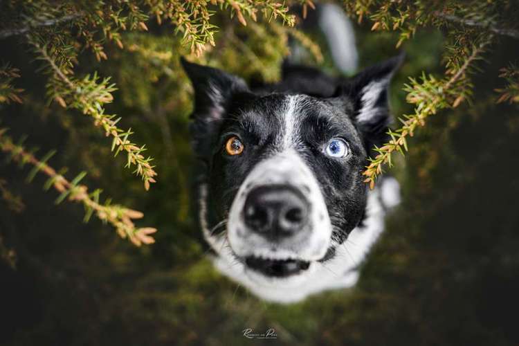 Hundeauslaufgebiet-Roamers on Paws - Fotografie Katrin Schnier-Bild