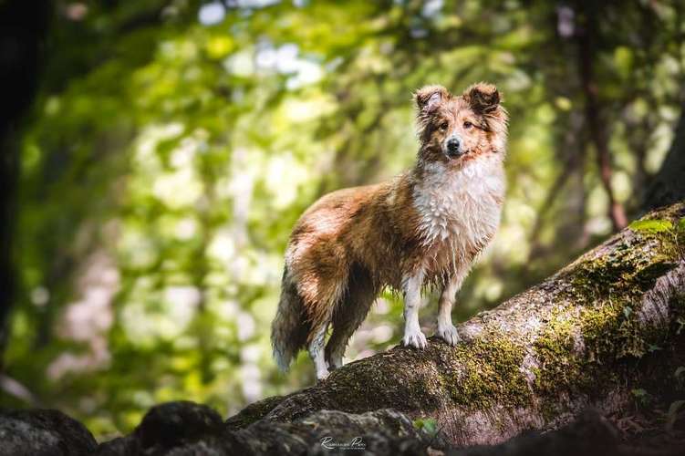 Hundeauslaufgebiet-Roamers on Paws - Fotografie Katrin Schnier-Bild