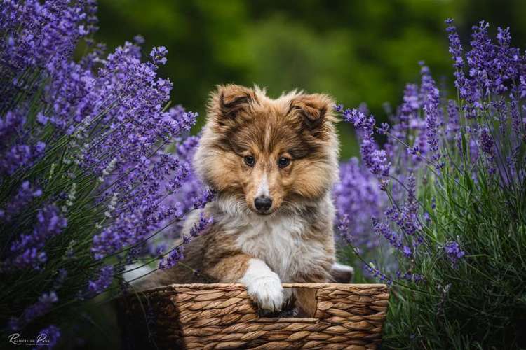 Hundeauslaufgebiet-Roamers on Paws - Fotografie Katrin Schnier-Bild