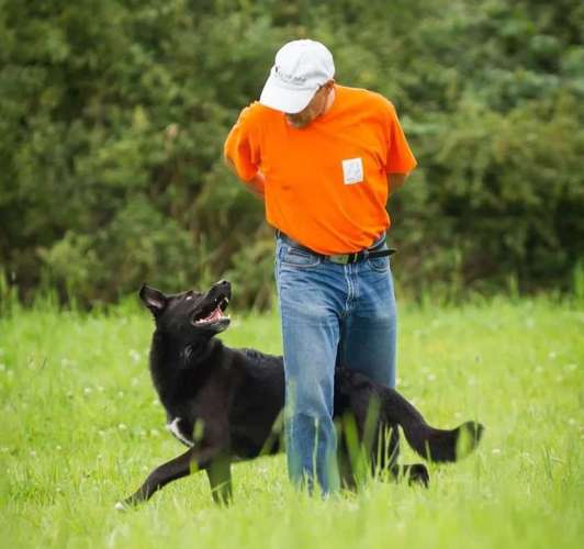 Hundeauslaufgebiet-Hundeschule Rhein-Ahr-Bild