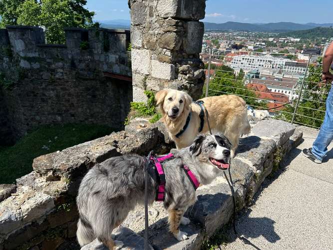 Hundeauslaufgebiet-Sunny's Place - Camping, Urlaub und Training mit Hund 💚-Bild