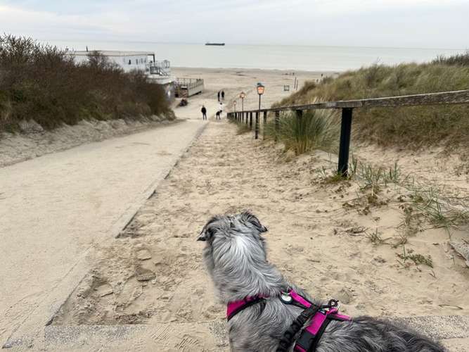 Hundeauslaufgebiet-Sunny's Place - Camping, Urlaub und Training mit Hund 💚-Bild