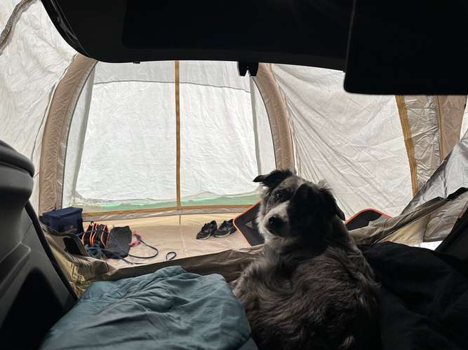 Hundeauslaufgebiet-Sunny's Place - Camping, Urlaub und Training mit Hund 💚-Bild