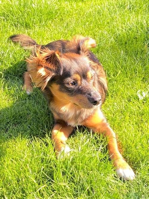 Hundeauslaufgebiet-Tierarztpraxis am Waldbach-Bild