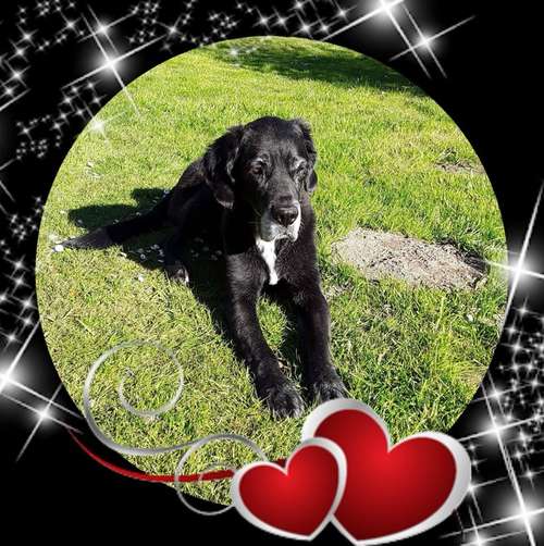 Hundeauslaufgebiet-Tierarztpraxis am Waldbach-Bild