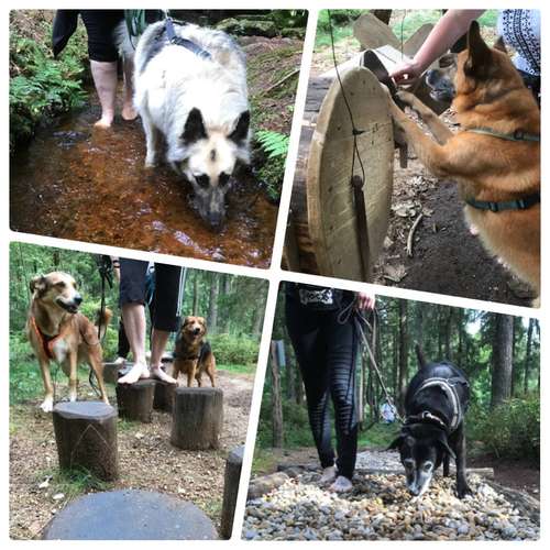 Hundeauslaufgebiet-FUNworkingDOGS-Bild
