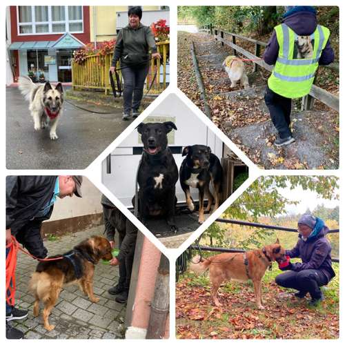 Hundeauslaufgebiet-FUNworkingDOGS-Bild