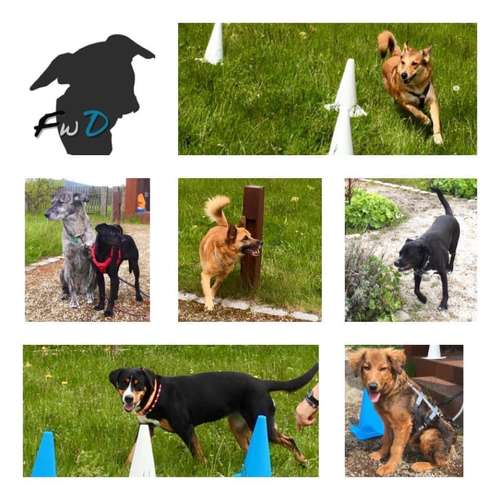 Hundeauslaufgebiet-FUNworkingDOGS-Bild