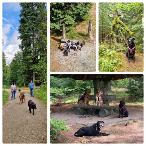 Hundeauslaufgebiet-FUNworkingDOGS-Bild