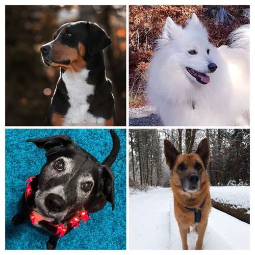 Hundeauslaufgebiet-FUNworkingDOGS-Bild