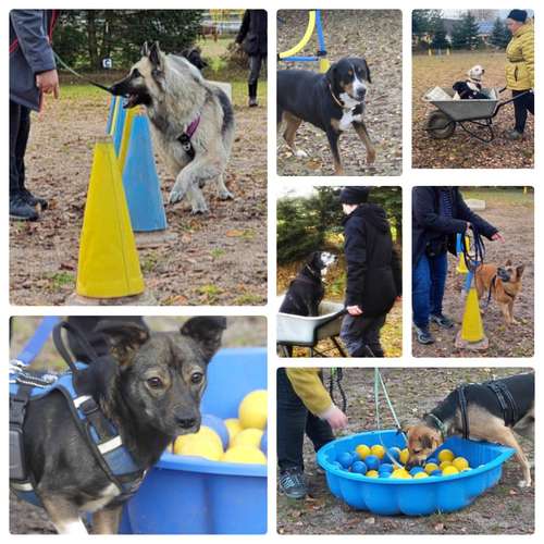 Hundeauslaufgebiet-FUNworkingDOGS-Bild
