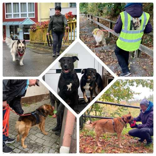 Hundeauslaufgebiet-FUNworkingDOGS-Bild