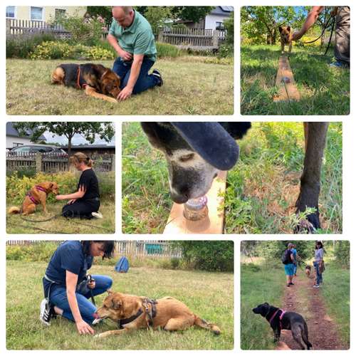 Hundeauslaufgebiet-FUNworkingDOGS-Bild