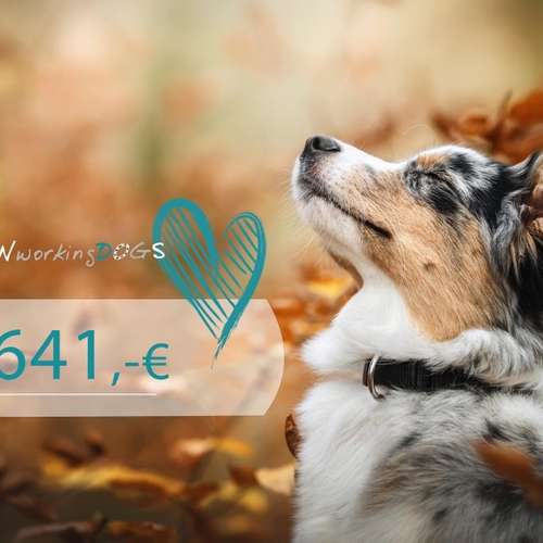 Hundeauslaufgebiet-FUNworkingDOGS-Bild