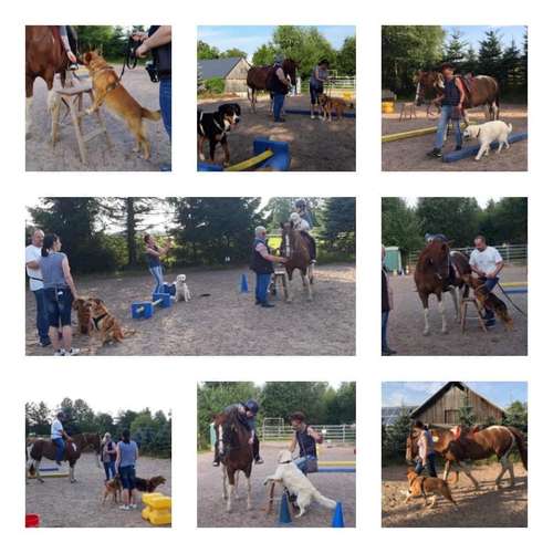 Hundeauslaufgebiet-FUNworkingDOGS-Bild