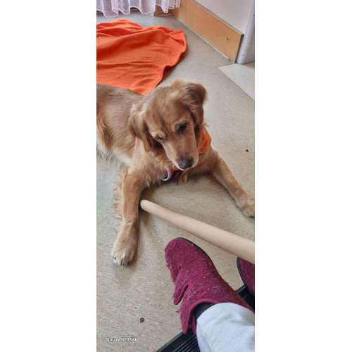 Hundeauslaufgebiet-Tiergestütze Therapie Kernen-Bild