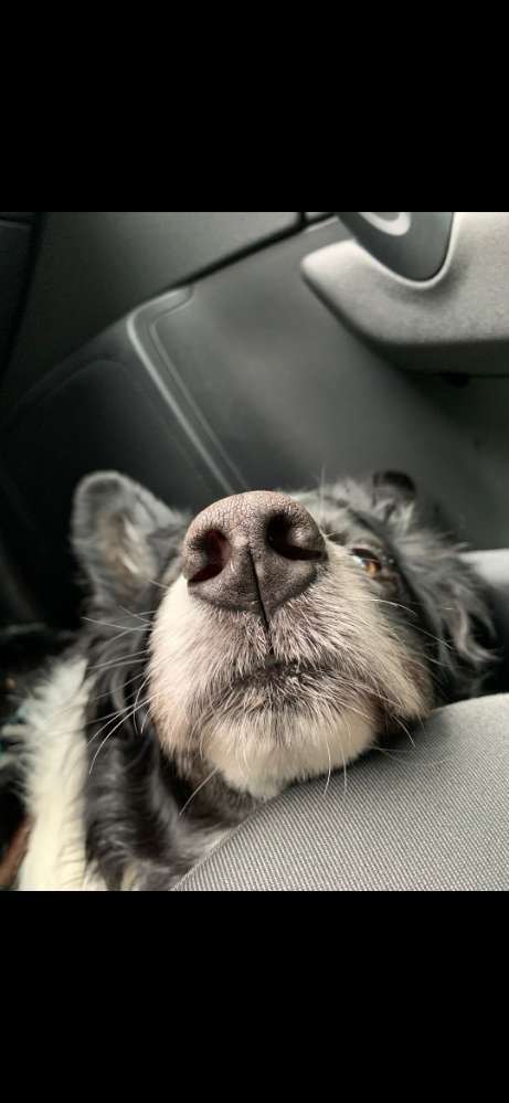 Hundeauslaufgebiet-Wuff Miau Piep - Mobiler Tierpflegeservice -Bild