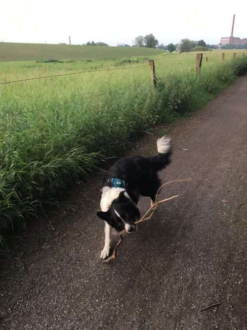 Hundeauslaufgebiet-Wuff Miau Piep - Mobiler Tierpflegeservice -Bild