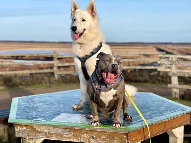 Hundeauslaufgebiet-Grafschafter Moorhunde-Bild