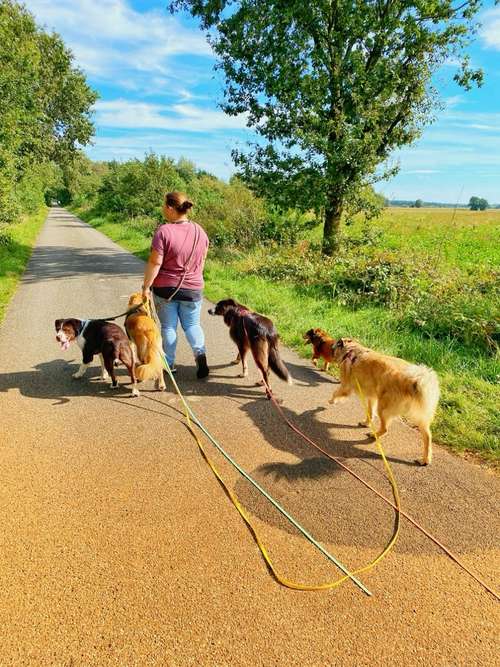 Hundeauslaufgebiet-Grafschafter Moorhunde-Bild