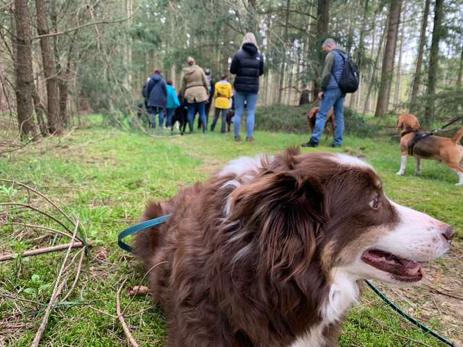 Hundeauslaufgebiet-Grafschafter Moorhunde-Bild