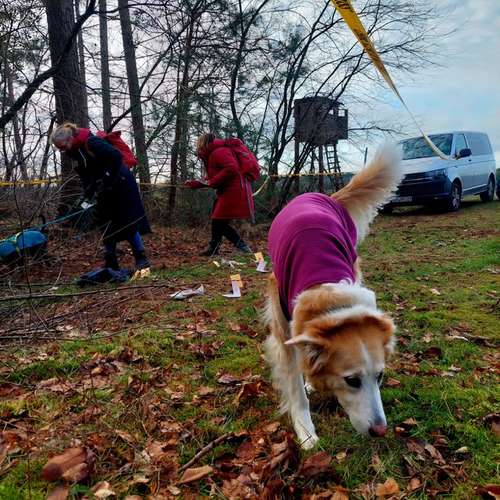 Hundeauslaufgebiet-Grafschafter Moorhunde-Bild