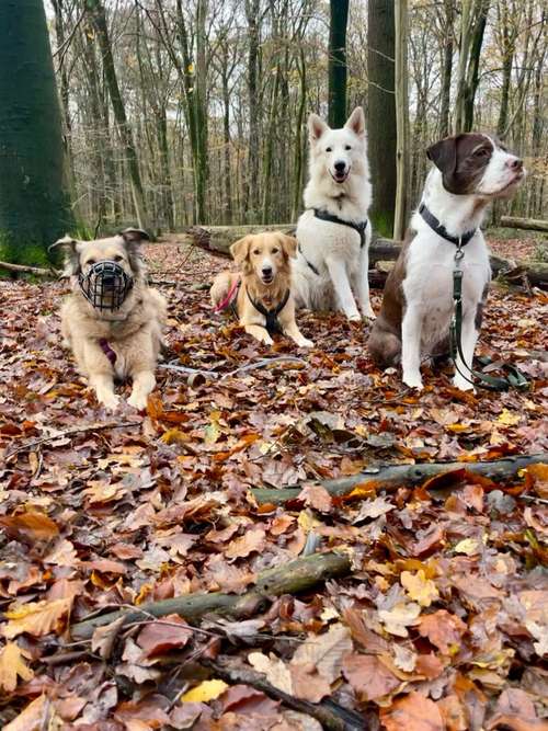 Hundeauslaufgebiet-Grafschafter Moorhunde-Bild