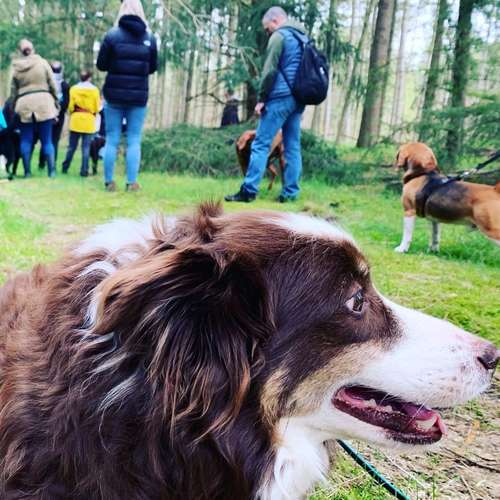 Hundeauslaufgebiet-Grafschafter Moorhunde-Bild