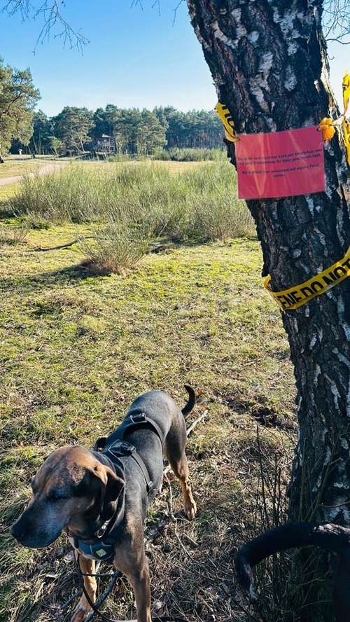 Hundeauslaufgebiet-Grafschafter Moorhunde-Bild