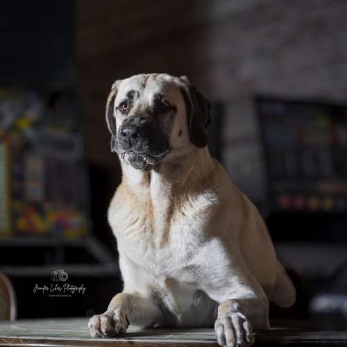 Hundeauslaufgebiet-Grafschafter Moorhunde-Bild