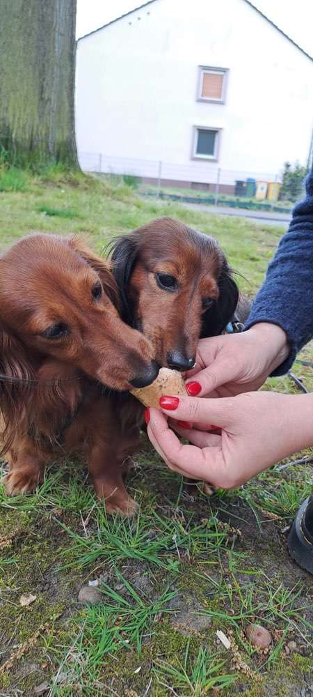 Hundeauslaufgebiet-Martin Rütter Hundeschule Bonn/Rhein-Sieg-Kreis-Bild