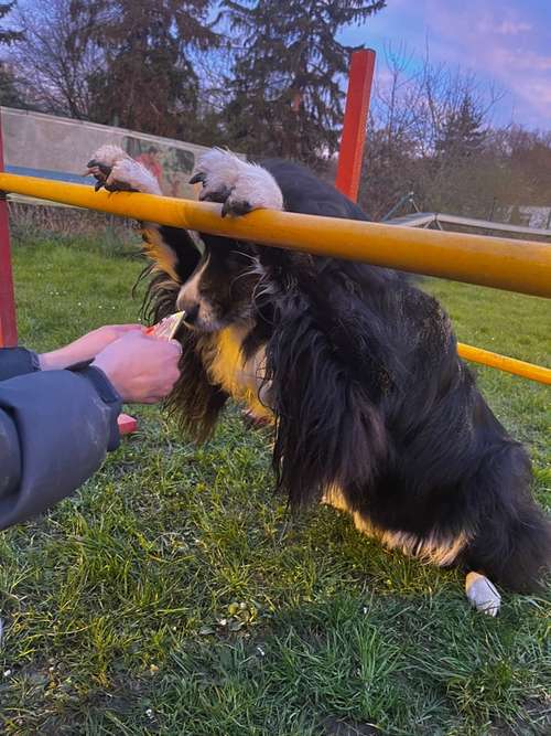 Hundeauslaufgebiet-Martin Rütter Hundeschule Bonn/Rhein-Sieg-Kreis-Bild