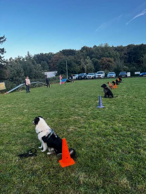 Hundeauslaufgebiet-Martin Rütter Hundeschule Bonn/Rhein-Sieg-Kreis-Bild