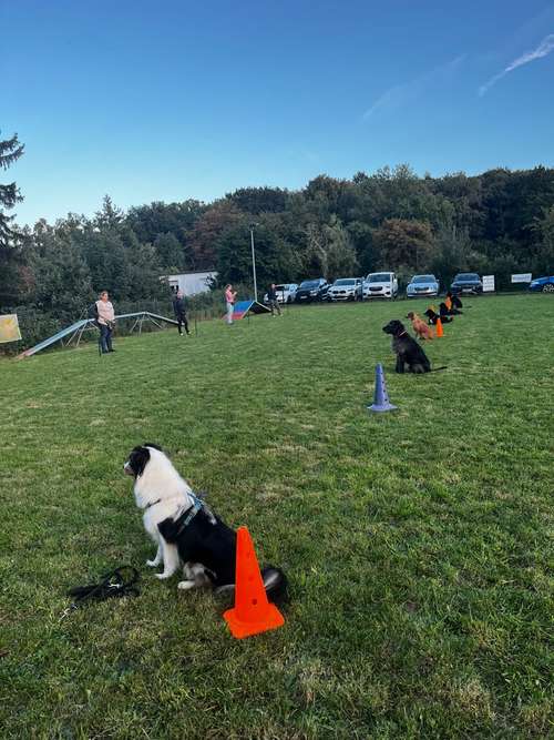 Hundeauslaufgebiet-Martin Rütter Hundeschule Bonn/Rhein-Sieg-Kreis-Bild