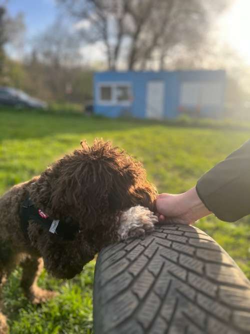 Hundeauslaufgebiet-Martin Rütter Hundeschule Bonn/Rhein-Sieg-Kreis-Bild