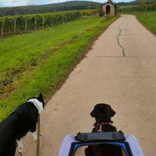 Hundeauslaufgebiet-Gassi & Hundebetreuung-Bild