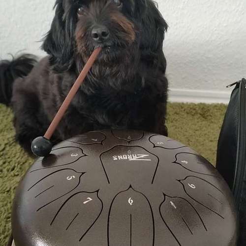 Hundeauslaufgebiet-Gassi & Hundebetreuung-Bild