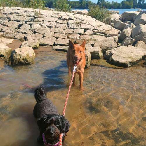 Hundeauslaufgebiet-Gassi & Hundebetreuung-Bild