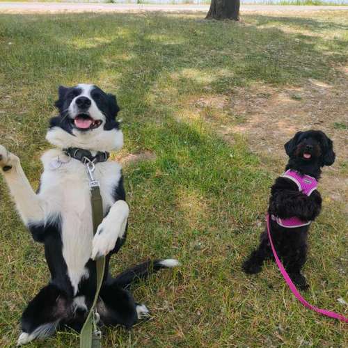 Hundeauslaufgebiet-Gassi & Hundebetreuung-Bild