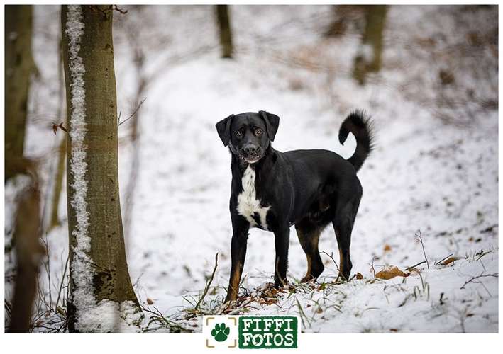 Hundeauslaufgebiet-Fiffifotos - Guido Leifhelm-Bild