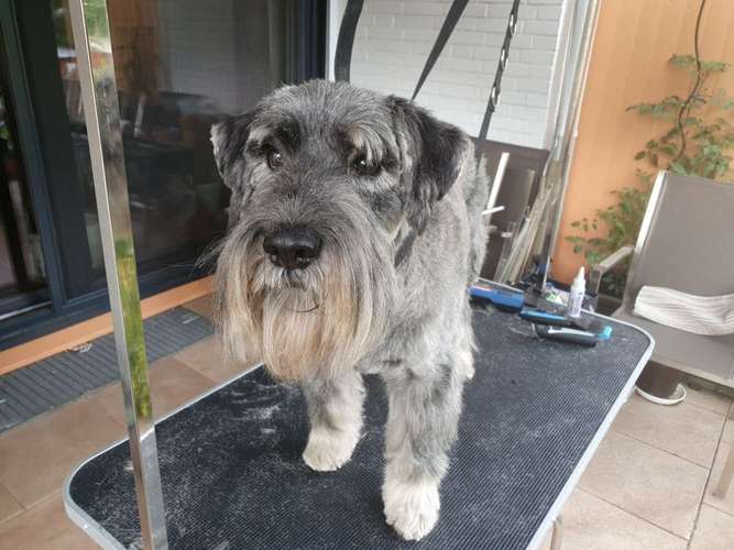 Hundeauslaufgebiet-Pico Bello - Ihr Hundefriseur-Bild