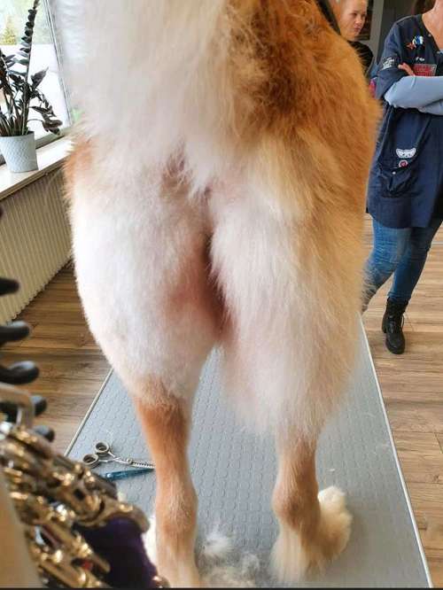 Hundeauslaufgebiet-Pico Bello - Ihr Hundefriseur-Bild