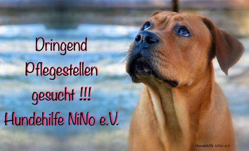 Hundeauslaufgebiet-Hundehilfe NiNo e.V.-Bild